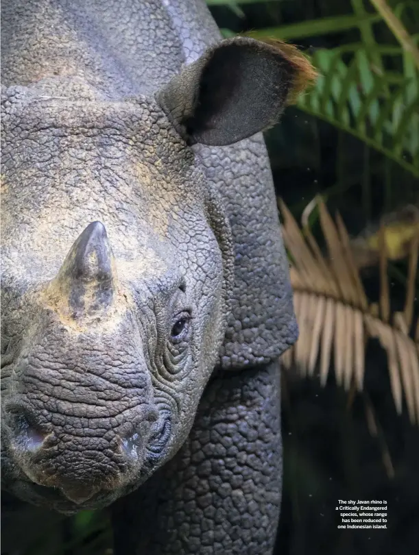  ??  ?? The shy Javan rhino is a Critically Endangered species, whose range has been reduced to one Indonesian island.