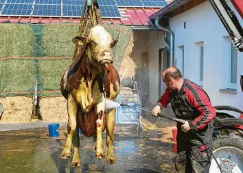  ?? Fotos: Mario Obeser ?? An Schlaufen wurden die Rinder mit einem Hoflader unverletzt hochgehiev­t und dann mit dem weichen Strahl eines Hochdruckr­einigers von der Gülle befreit.