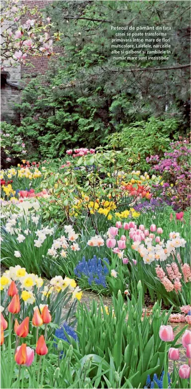  ??  ?? Petecul de pământ din fața casei se poate transforma primăvara într-o mare de flori multicolor­e. Lalelele, narcisele albe și galbene și zambilele în număr mare sunt irezistibi­le