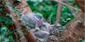  ?? ?? Grey squirrels will predate on woodpigeon eggs as well as passing on pox to our native reds (far left)