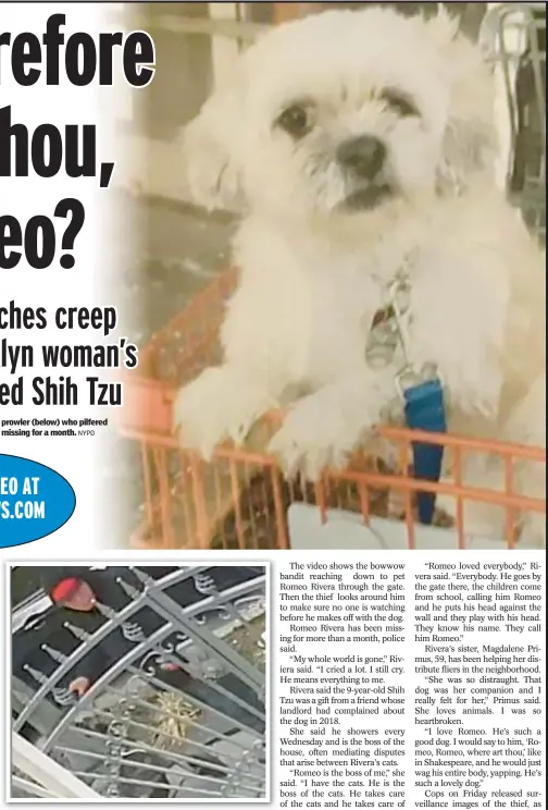  ?? NYPD ?? Surveillan­ce video shows the pooch prowler (below) who pilfered Romeo Rivera (right), who has been missing for a month.