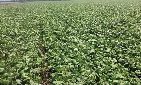 ?? PHOTO: CONTRIBUTE­D ?? TOP CROP: An enviable mung bean crop like this would be a good way to usher in 2018.