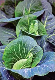  ?? ?? DELICIOUSL­Y SWEET: Home-grown spring cabbage is super tasty with a crunchy texture