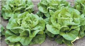  ?? HANDOUT PHOTO ?? Lettuce can be planted on its own or have other vegetables inter-planted with it.