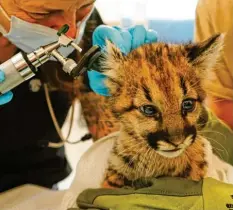  ?? Foto: Oakland Zoo, dpa ?? Das Fell versengt, die Pfoten bandagiert: Berglöwenb­aby Captain Cal wird nie wieder in die Wildnis zurückkehr­en.