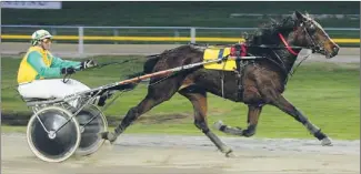  ?? Photo: JAMES JUBB ?? Leading chance: Southland Reflector is expected to race well in the Invercargi­ll Parts World Handicap Trot at Ascot Park tomorrow.