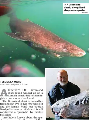  ?? Science Cornwall Marine Pathology ?? A Greenland shark, a long-lived deep water species
The century old Greenland shark found washed up on a Cornish beach > >