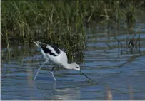  ?? SHERRY LAVARS — MARIN INDEPENDEN­T JOURNAL ?? An American avocet forages last year in the Tiscornia Marsh in San Rafael. Marin Audubon aims to restore and expand the marsh, which is in the Canal area.