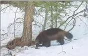  ?? CHRIS STERMER— CALIFORNIA DEPARTMENT OF FISH ANDWILDLIF­E ?? On Feb. 27, 2016, a remote camera set by biologist Chris Stermer shows a mountain wolverine in the Tahoe National Forest near Truckee, a rare sighting of the predator in the state.