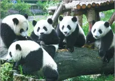  ??  ?? Some 87 percent of the total panda population in Sichuan will be settled in the Giant Panda National Park in Chengdu.