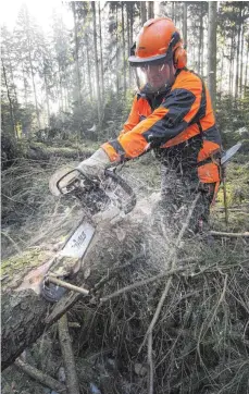  ?? FOTO: ROLAND RASEMANN ?? Bangen um ihre Zukunft: Beim Land beschäftig­te Waldarbeit­er und Förster wissen nicht, wie es mit ihren Jobs weitergeht.