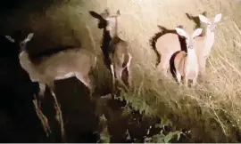  ?? Jacqui Thurlow-Lippisch ?? Deer are crowding levees as they seek higher ground away from flooded marshes in the central Everglades.