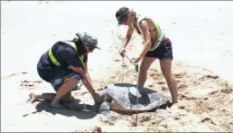  ??  ?? Researcher­s take the measuremen­ts of a female loggerhead turtle, which has come to the beach to lay her eggs.