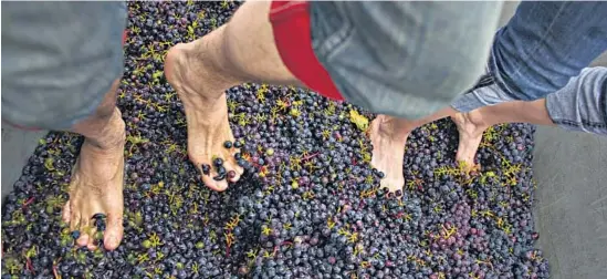  ?? Photo courtesy of Canadian Tourism Commission ?? VISITORS CRUSH GRAPES AT LOCAL WINE FESTIVAL IN OKANAGAN
