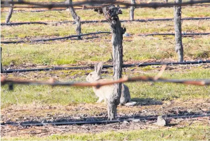  ?? Photo / Warren Buckland ?? Rabbit numbers are on the increase, plant pests are spreading, while possums, feral cats and mustelids are wreaking havoc with our taonga in our special places in Hawke’s Bay.