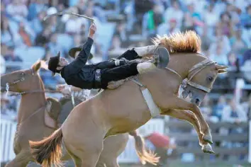  ?? — Reuters ?? A gaucho rides an untamed horse during the Creole week celebratio­ns in Montevideo, Uruguay, on Monday.