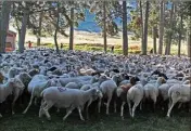  ?? Le tri des moutons a lieu quelque temps avant l’Aïdel-kébir. (Photo archive J.Dieren) ??