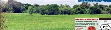  ??  ?? Paddy land cultivated in Padaviya