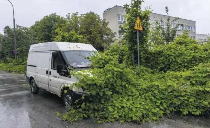  ?? FOT. DAWID ŻUCHOWICZ / AGENCJA GAZETA ?? •
Roślina zarasta chodnik, ale też zaparkowan­y tu od dawna samochód