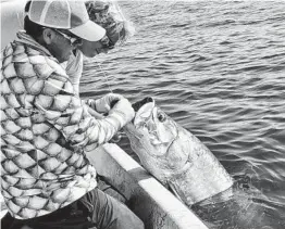  ?? CAPT. GLYN AUSTIN/ COURTESY PHOTO ?? Capt. Glyn Austin, left, removes the hook from the mouth of a tarpon caught and released off Sebastian during the fall mullet run.