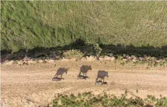  ?? — AFP photos ?? An aerial view of buffaloes walking on the shores of the Shatt al-Arab waterway north of Iraq’s southern city of Basra.