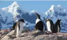  ?? ?? There are about 1,500 penguins on the island. Photograph: UK Antarctic Heritage Trust/PA