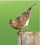  ?? John Bridges ?? > The ground-nesting skylark is vulnerable to the activities of dogs off the lead