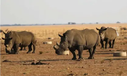  ?? Photograph: Siphiwe Sibeko/Reuters ?? Rhino poachers were less active earlier in the pandemic; however, poverty around game reserves is said to be one of the factors behind a recent increase in deaths.