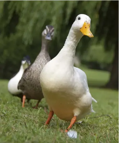  ??  ?? Ducks benefit from foraging through the grass for bugs and other treats.