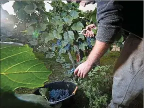  ??  ?? Douze cépages seulement occupent 45 % des vignobles dans le monde.