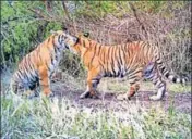  ?? HT FILE ?? ■ The first tiger death of the year in the state was reported from Corbett Tiger Reserve on January 11.