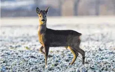  ?? FOTO: DPA ?? Rehe und Hirsche fahren im Winter ihre Körpertemp­eratur herunter und brauchen dann weniger Energie.