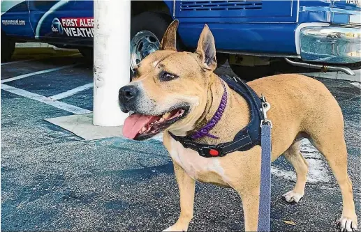  ?? MANATEE COUNTY ANIMAL SERVICES ?? Hazel appeared on the local news to advertise adoptions at an animal shelter.