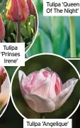  ?? ?? Tulipa ‘Prinses Irene’
Tulipa ‘Queen Of The Night’
Tulipa ‘Angelique’