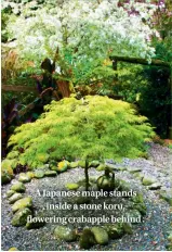  ??  ?? A Japanese maple stands inside a stone koru, flowering crabapple behind .