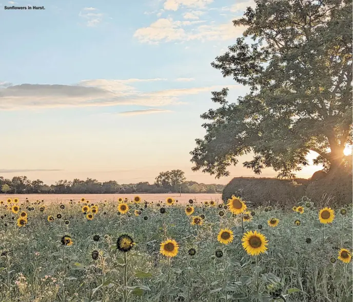  ?? ?? Sunflowers in Hurst.