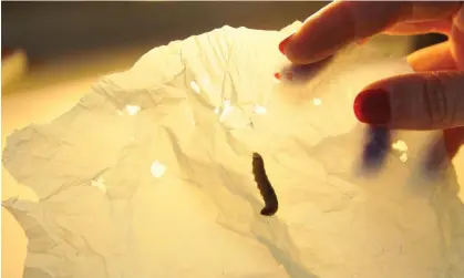  ?? CSIC Communicat­ions Department/PA ?? Wax worm eating a piece of plastic. Photograph: