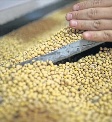  ?? /Reuters ?? Trade commodity: Soya beans are processed at the Grobocopat­el Hermanos company storage plant in Carlos Casares, Argentina in April. In 2017, China bought 57% of all US soya beans that were exported, more than eight times the total sold to Mexico.