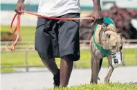  ?? BRYNN ANDERSON/ASSOCIATED PRESS ?? Floridians voted 69 percent to 31 percent in favor of Amendment 13, which bans commercial dog racing beginning Jan. 1, 2021.