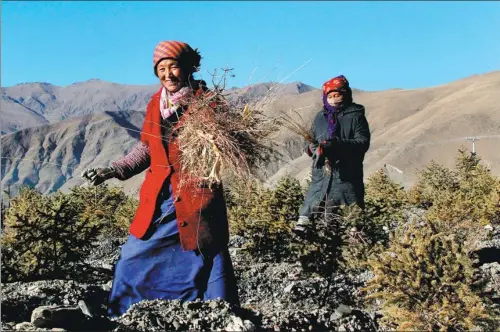  ?? PHOTOS BY CHEN ZEBING / CHINA DAILY ?? Tsering Tsamgyi, 53, works at a nursery base, part of a poverty alleviatio­n project in Xuecun village, Nedong, Lhokha city, Tibet autonomous region.