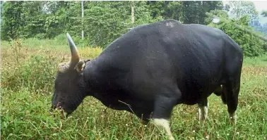  ??  ?? A good moo-ve: There are only about 400 banteng left in the wild.