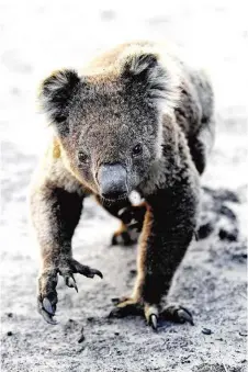  ??  ?? Koalas zählen zu den Hauptopfer­n der Feuer, besonders viele Brände toben im stark besiedelte­n Südosten Australien­s