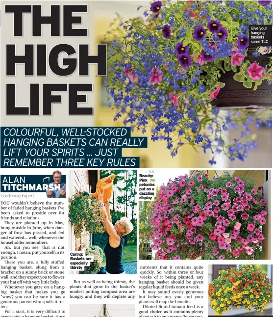  ?? ?? Caring: Baskets are especially thirsty
Beauty: Pink petunias put on a dazzling display