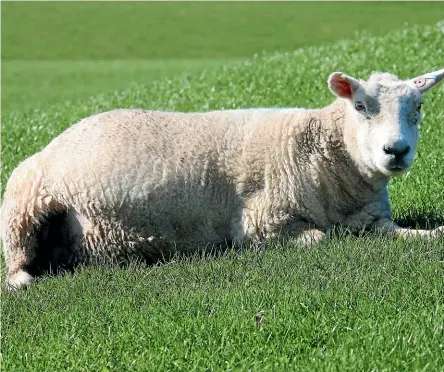  ?? PHOTO: DIANE BISHOP ?? Sheep farm revenue has increased due to the number of prime lambs sold at stronger prices.