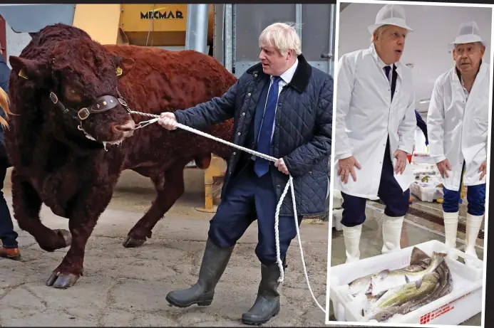  ??  ?? Stop the coo: Boris Johnson grapples with Keene the bull at an Aberdeensh­ire farm after bidding for a box of cod at Peterhead Fish Market