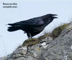  ??  ?? Ravens are often constantly vocal...