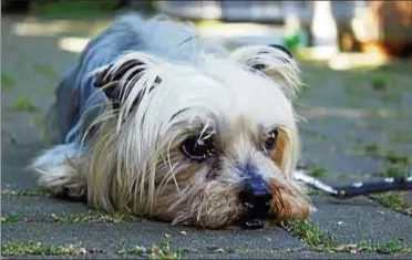  ??  ?? Snuffy war im Tierheim, aber er fand ein neues Zuhause. Foto: Helen Ahmad, dpa