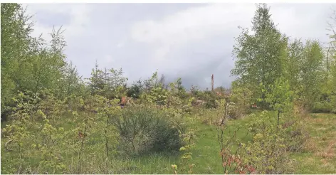  ?? FOTO: JÜRGEN MOLL ?? Blick auf die Kinderpfla­nzfläche im Espert-Wald. Vorne die Fläche mit den neuen Bäumen, im Hintergrun­d sieht man die Rodung der alten Bäume.