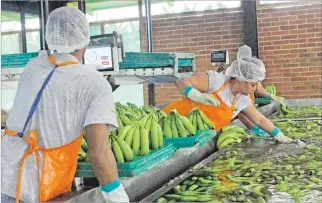  ?? ARCHIVO / EXPRESO ?? Envíos. Alemania es el destino más importante en Europa para la producción bananera nacional.