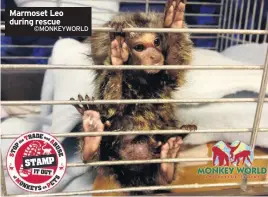  ?? ©MONKEYWORL­D ?? Marmoset Leo during rescue